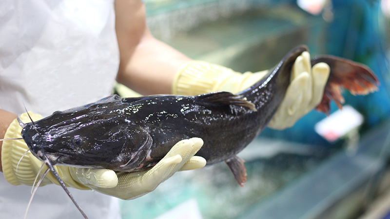 Chả cá Lã Vọng làm bằng cá gì